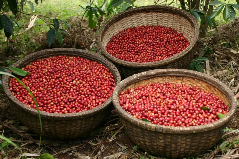 Unroasted Ethiopian Sidamo Natural Green Coffee Beans – Grade 3 1