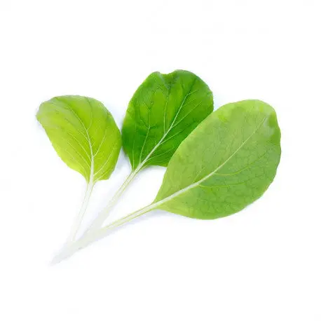 Veritable Organic Bok Choy Lingot Seed Pod 1