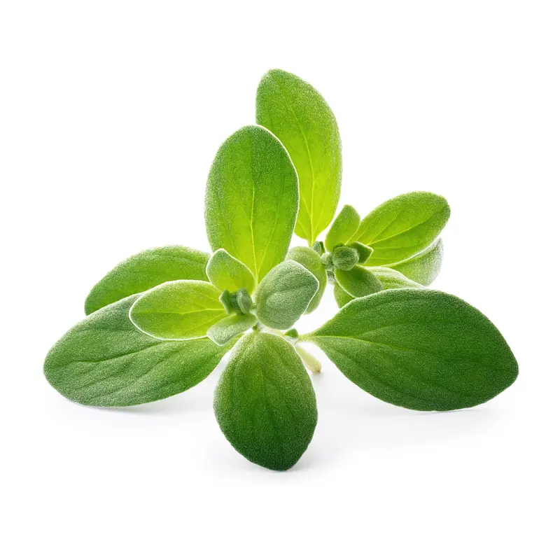Veritable Organic Marjoram Lingot Seed Pod 1